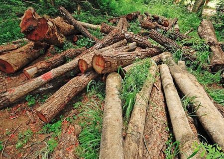کشف ۱۶۶ تن چوب قاچاق طی سال گذشته در آذربایجان‌شرقی