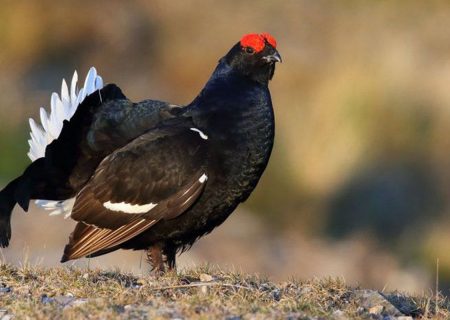 سرشماری سیاه خروس قفقازی، پرنده اسرارآمیز کوه‌های قره‌داغ