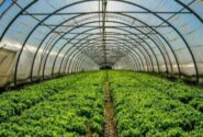 بحران در واحدهای گلخانه‌ای آذربایجان شرقی/ درخواست تولیدکنندگان برای ورود فوری نمایندگان مجلس