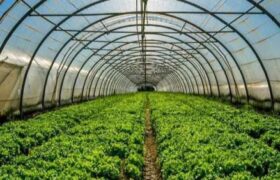 بحران در واحدهای گلخانه‌ای آذربایجان شرقی/ درخواست تولیدکنندگان برای ورود فوری نمایندگان مجلس