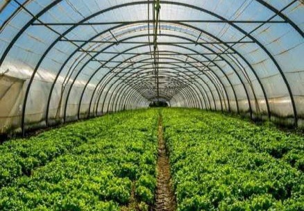بحران در واحدهای گلخانه‌ای آذربایجان شرقی/ درخواست تولیدکنندگان برای ورود فوری نمایندگان مجلس