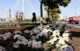 پدید آمدن مناظر زیبای پائیزه با کاشت گل های داودی و کلم زینتی