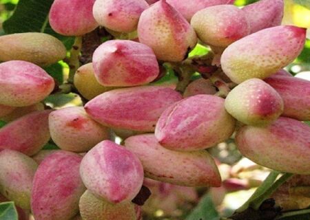 سطح زیرکشت پسته در آذربایجان شرقی از ۳ هزار هکتار گذشت