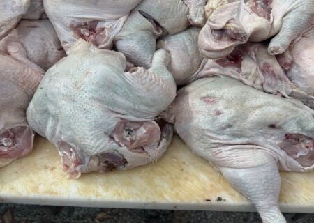 کشف ۱۰ تُن گوشت مرغ غیربهداشتی در آذربایجان شرقی