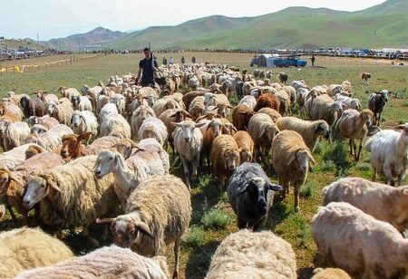 کوچ زودهنگام عشایر قره‌داغ به قشلاق باعث تخریب سریع مراتع می‌شود