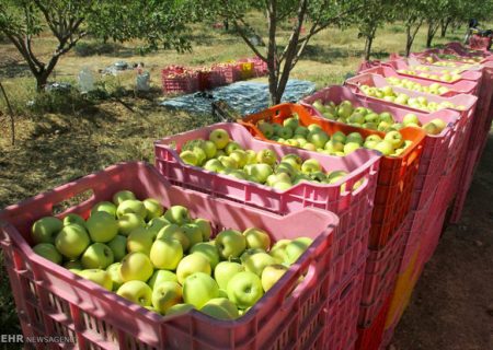 آذربایجان‌شرقی؛ دومین قطب تولید سیب کشور