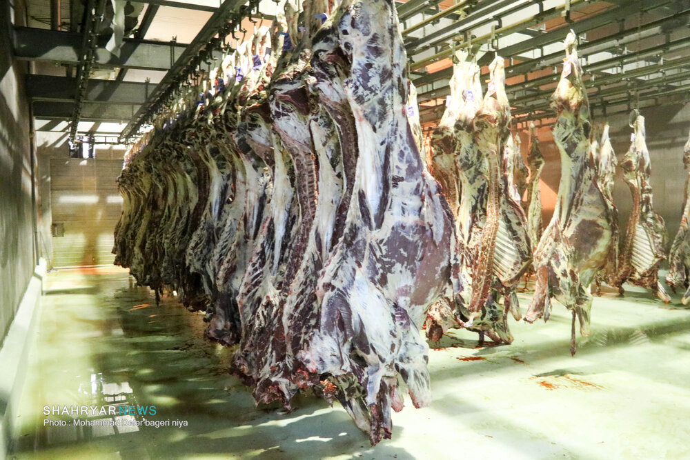 توزیع گوشت تنظیم بازار در بین قصابان امین از ۲۴ فروردین