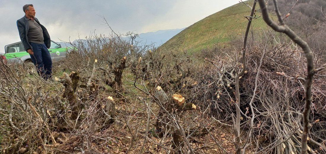 کشف و ضبط چوب جنگلی قطع شده در شهرستان خداآفرین