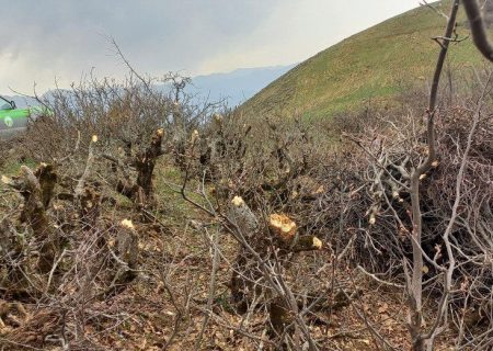 کشف و ضبط چوب جنگلی قطع شده در شهرستان خداآفرین