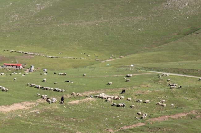 ورود زود هنگام دامداران به مراتع آذربایجان‌شرقی ممنوع