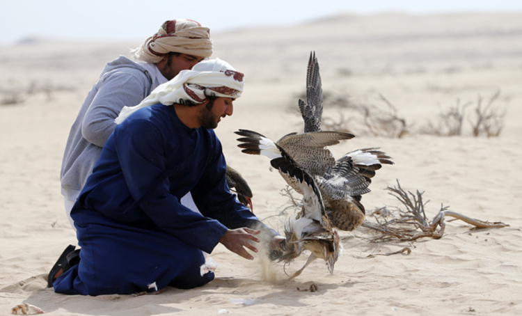پرنده هوبره در ایران در معرض خطر انقراض است/ شکارچیان این پرندگان را برای عرب‌ها شکار کرده و به آنان می‌فروشند