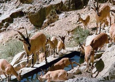 سرشماری پهپادی حیات‌وحش آذربایجان‌شرقی