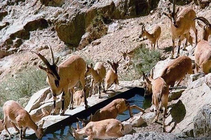 سرشماری پهپادی حیات‌وحش آذربایجان‌شرقی