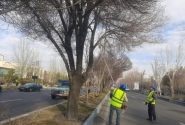 آغاز اجرای طرح جامع هرس و فرم‌دهی درختان در سطح شهر