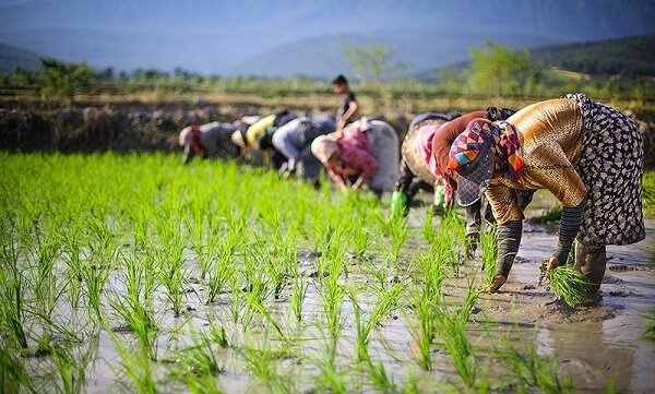 ممنوعیت کشت برنج در پارس آباد مغان