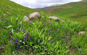 چشم اندازی از طبیعت بهاری گردنه قینر