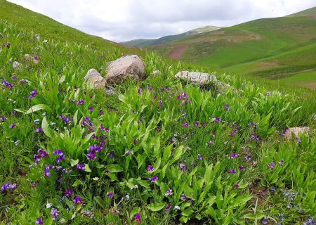 چشم اندازی از طبیعت بهاری گردنه قینر