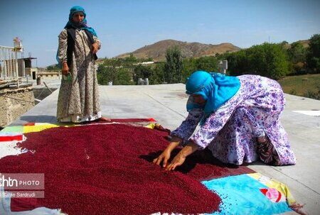 ثبت جشنواره سماق قرمز هوراند در تقویم رویدادهای گردشگری کشور