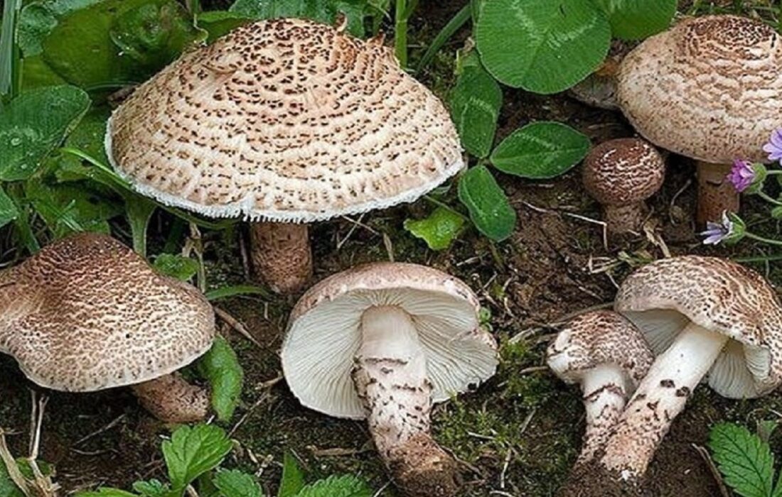 مسمومیت ۹ نفر با قارچ کوهی در چاراویماق