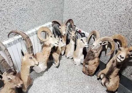 خرید و فروش تاکسیدرمی حیوانات، جرم و مستوجب برخورد قانونی است