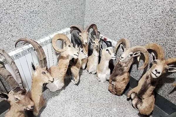 خرید و فروش تاکسیدرمی حیوانات، جرم و مستوجب برخورد قانونی است
