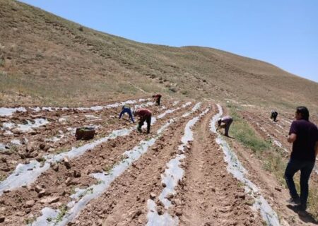 جمع‌آوری بقایای پلاستیکی از مزارع پس از برداشت محصول الزامی است
