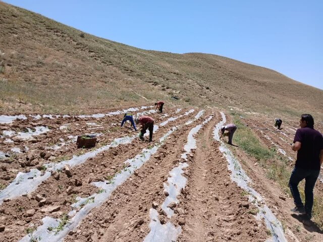 جمع‌آوری بقایای پلاستیکی از مزارع پس از برداشت محصول الزامی است