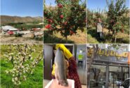 کشت و صنعت مرزآبادچایی؛ طلایه‌دار کشاورزی نوین در دیزمار