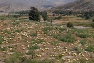 رنج بی‌ثمر هندوانه‌کاران آبش‌احمدی