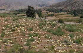 رنج بی‌ثمر هندوانه‌کاران آبش‌احمدی