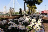 پدید آمدن مناظر زیبای پائیزه با کاشت گل های داودی و کلم زینتی