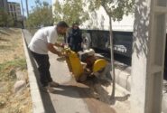 آزادسازی طوقه درختان از حصار بتن و آسفالت