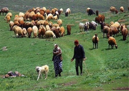 عشایر کلیبر نسبت به کوچ فوری و انتقال دام‌ها به مناطق امن اقدام کنند