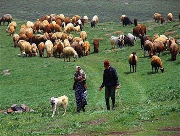 عشایر کلیبر نسبت به کوچ فوری و انتقال دام‌ها به مناطق امن اقدام کنند