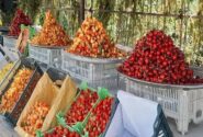 هر محصول، یک جشن؛ روایت آذربایجان غربی از سنت و شادی