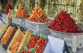 هر محصول، یک جشن؛ روایت آذربایجان غربی از سنت و شادی