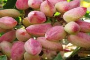 سطح زیرکشت پسته در آذربایجان شرقی از ۳ هزار هکتار گذشت