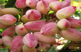 سطح زیرکشت پسته در آذربایجان شرقی از ۳ هزار هکتار گذشت