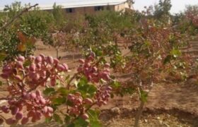 آغاز برداشت پسته در ارس با پیش‌بینی برداشت ۳۰۰ تنی از باغات مکانیزه