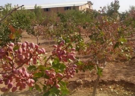 آغاز برداشت پسته در ارس با پیش‌بینی برداشت ۳۰۰ تنی از باغات مکانیزه