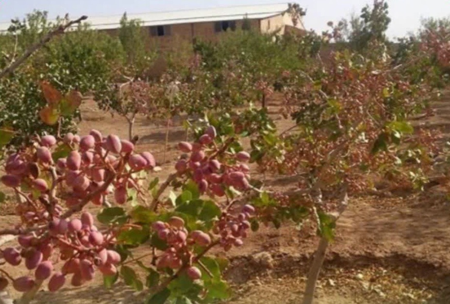 آغاز برداشت پسته در ارس با پیش‌بینی برداشت ۳۰۰ تنی از باغات مکانیزه