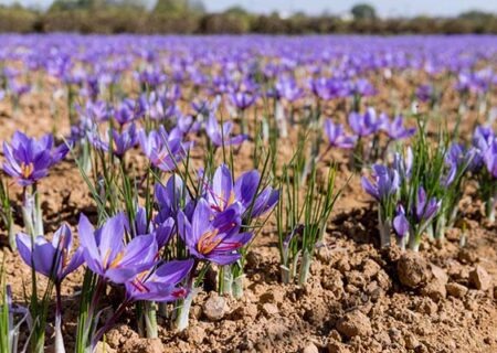 کشت زعفران در ۴۴۸ هکتار از اراضی کشاورزی آذربایجان‌شرقی