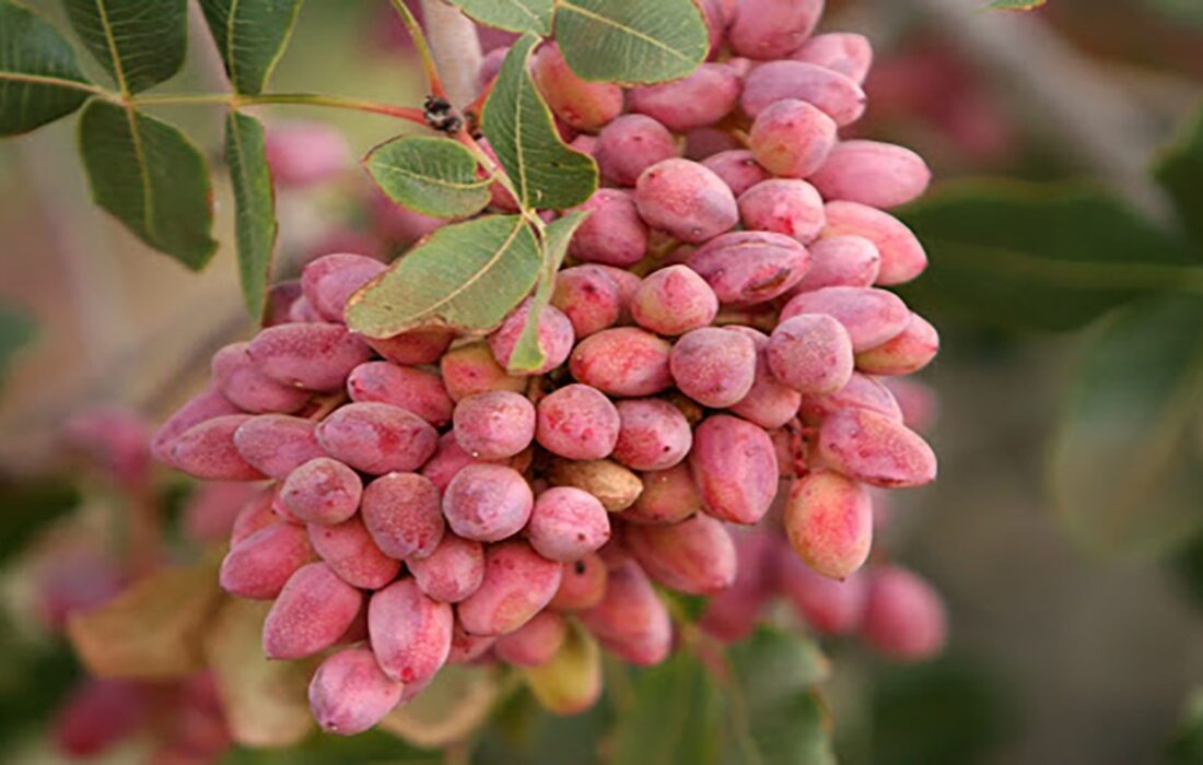 برداشت پسته در آذربایجان شرقی ۲۴ درصد افزایش یافته است