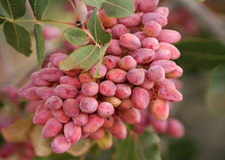 برداشت پسته در آذربایجان شرقی ۲۴ درصد افزایش یافته است