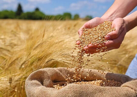 استفاده از بذور اصلاح شده موجب افزایش درآمد گندم‌کاران و کیفیت نان می‌شود