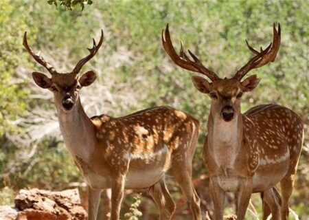 کاهش منابع آبی، تهدیدی جدی برای حیات‌وحش جزایر دریاچه اورمیه