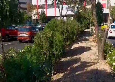 هرس تخصصی و فرم‌دهی هنری در بلوار استاد شهریار با رویکرد آموزشی و زیباشناسانه