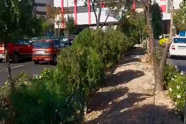 هرس تخصصی و فرم‌دهی هنری در بلوار استاد شهریار با رویکرد آموزشی و زیباشناسانه