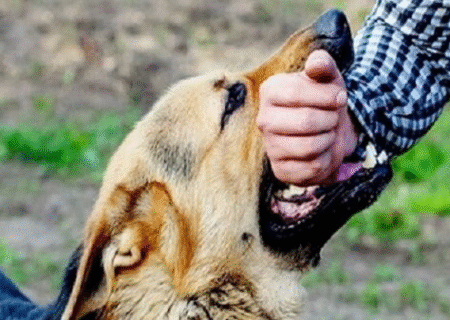 شستشو با آب و صابون، خطر هاری را ۹۰ درصد کاهش می‌دهد
