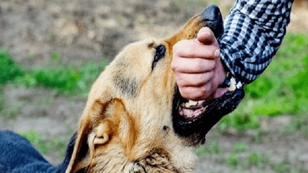 شستشو با آب و صابون، خطر هاری را ۹۰ درصد کاهش می‌دهد